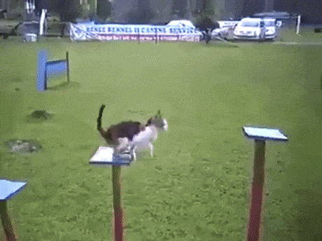 Cat getting ready for a mission in cat gifs