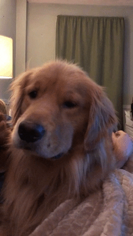 Golden Retriever is Happy When Hooman Gives Head Massage