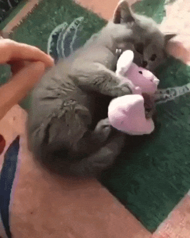 Dont touch my toy in cat gifs