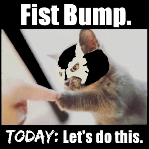 Funny motivational cat fist bump GIF celebrating small wins and consistency