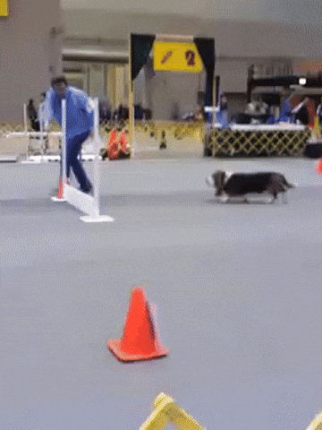 dog agility drill
