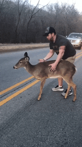A good hooman helped a scared deer in wow gifs