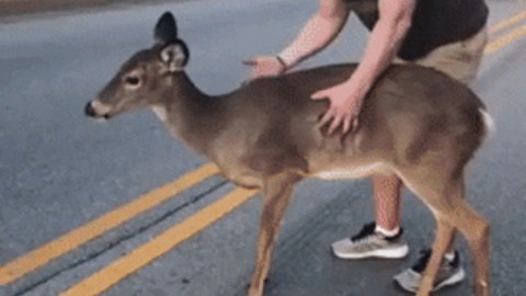 A good hooman helped a scared deer