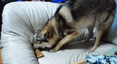 dog couch bone
