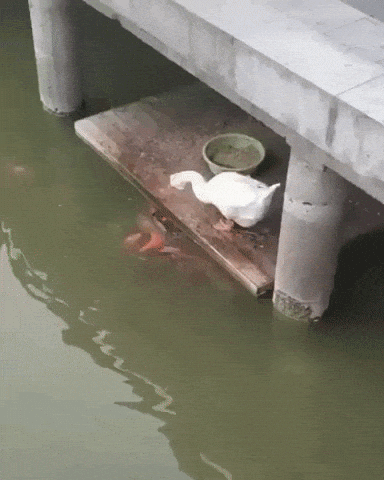 Duck being a bro in animals gifs
