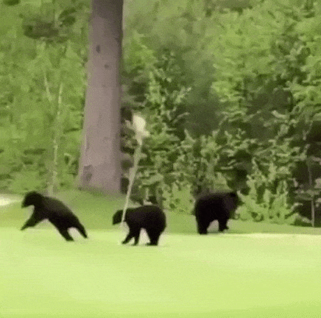 This land has been claimed in funny gifs