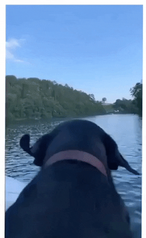 Ear flaps in funny gifs