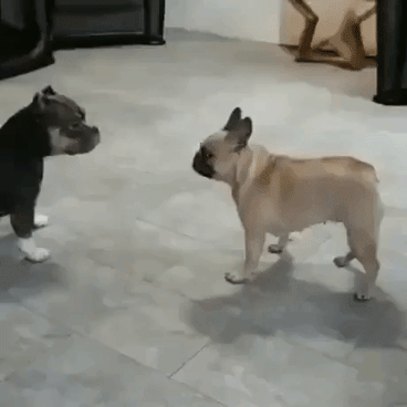 Fake outs in animals gifs