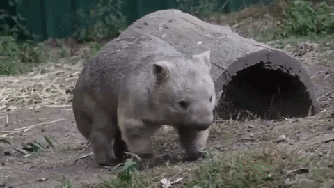 Wombat GIF - Find & Share on GIPHY