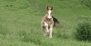 Foals GIF - Find & Share on GIPHY