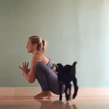 girl doing Yoga with a goat on her back gif 