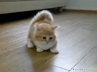kitten confused