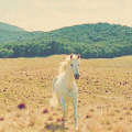 horse animated GIF 