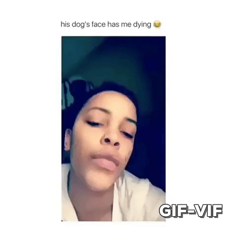 Dog Reaction To Owner in funny gifs