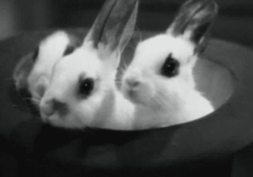 two bunnies in a top hat