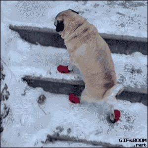 dog snow stairs
