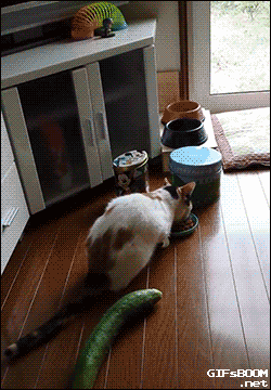 Cat Gets Startled by a Cucumber and Jumps Away Funny Cat