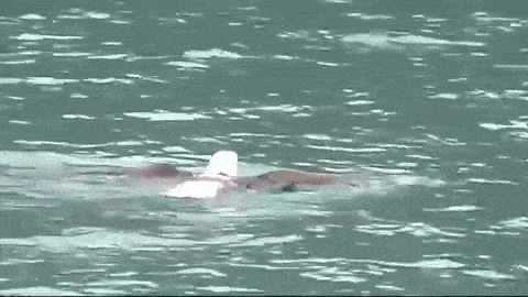 The Eagle Is Landed GIFs - Find & Share on GIPHY