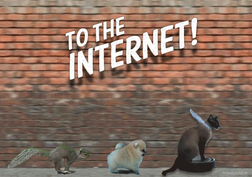 animals running saying to the internet to find out if the brand name URL domain you want is available