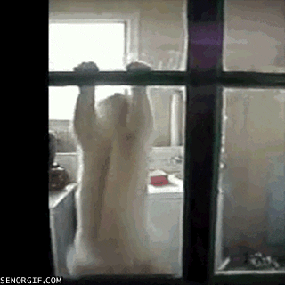 Mantenha o foco e dobre o tempo em todas repetições, com calma e muita força. Gato fazendo exercício de pull up na janela