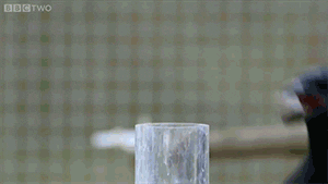 Bbc Crow GIF - Find & Share on GIPHY