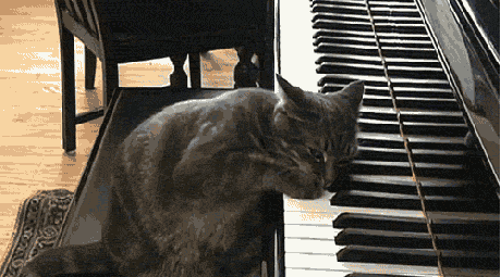 Cat Piano GIF