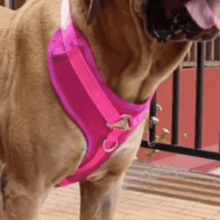 Arnés antitirones Oso Pets en acción