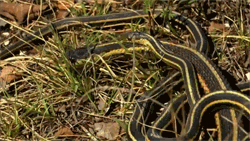 animals snake snakes garter snake