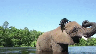 giphy.gif