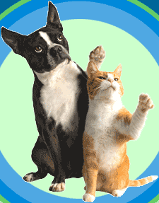 Cat And Dog  GIFs  Find Share on GIPHY