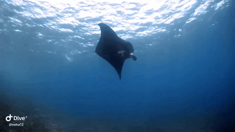 Mantas GIF - Find & Share on GIPHY