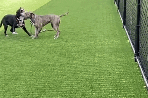 Helen Woodward Animal Center GIF
