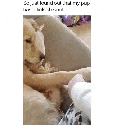 Ticklish doggo in dog gifs