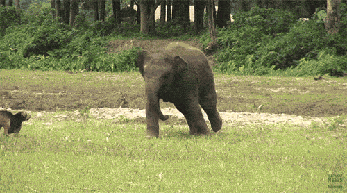 Elephant Find And Share On Giphy