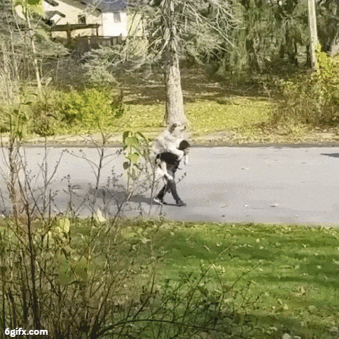 Tired Doggo from Walk Carried by Hooman Cute Funny Dog