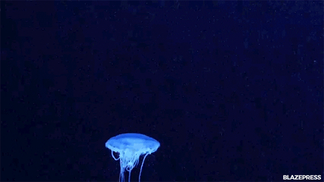 Jellyfish GIF - Find & Share on GIPHY