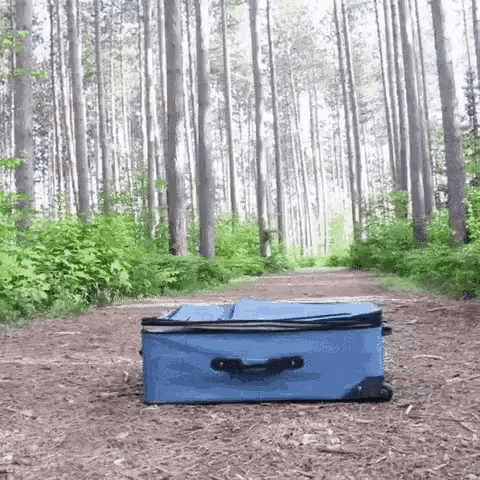 Dog Enters Suitcase Travel Cute Funny Forest Aww