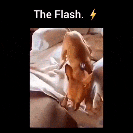 The Flash in dog gifs