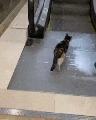 Going up in cat gifs