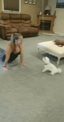 Doggo doing yoga in dog gifs