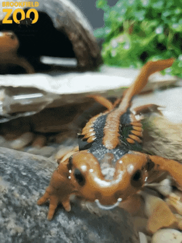 Brookfield Zoo GIF