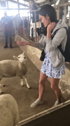 Feeding sheep at Mother Farm
