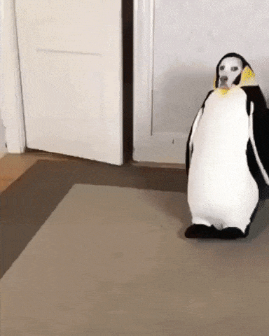 Penguin pups in dog gifs