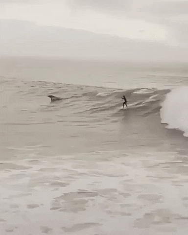 Surfing with dolphins in wow gifs