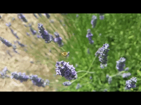 Edible Flowers - Lavender