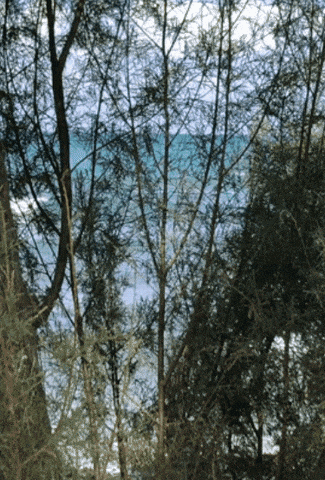 Image from thread