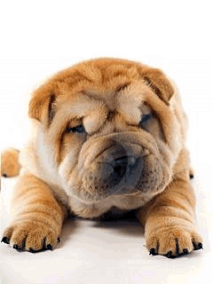 Cute Dogs GIFs - Find & Share on GIPHY