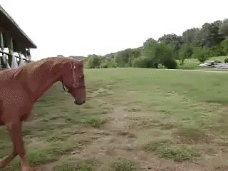 Horse chasing piggy!