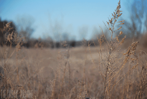 Landscape Field GIF - Find & Share on GIPHY