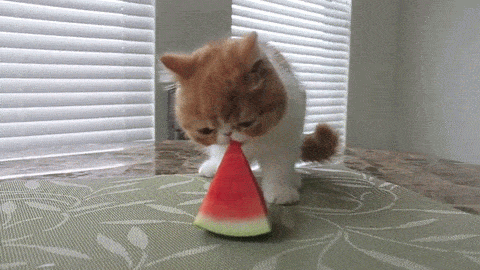 cat summer hungry watermelon nibbling